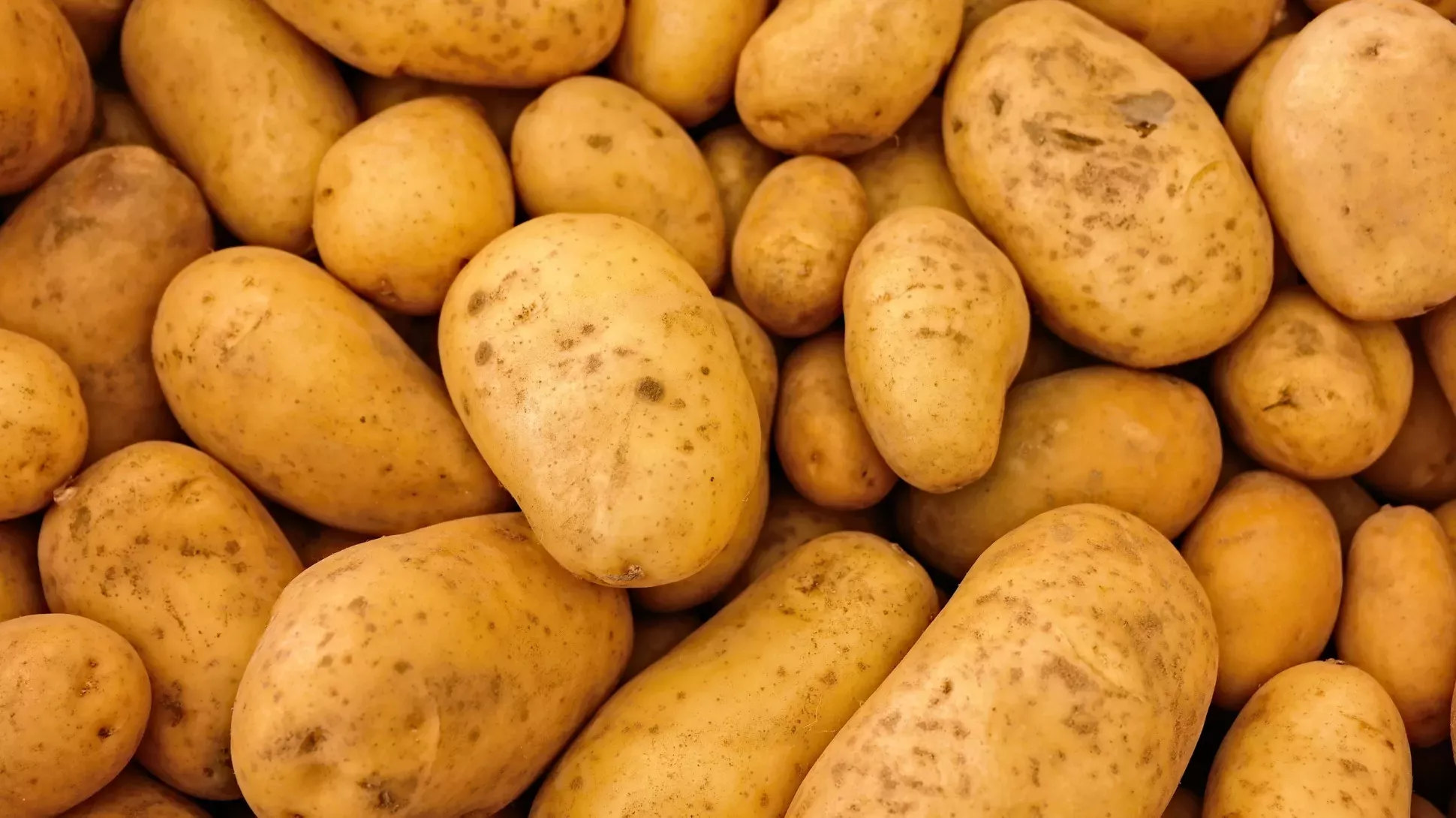 Potato